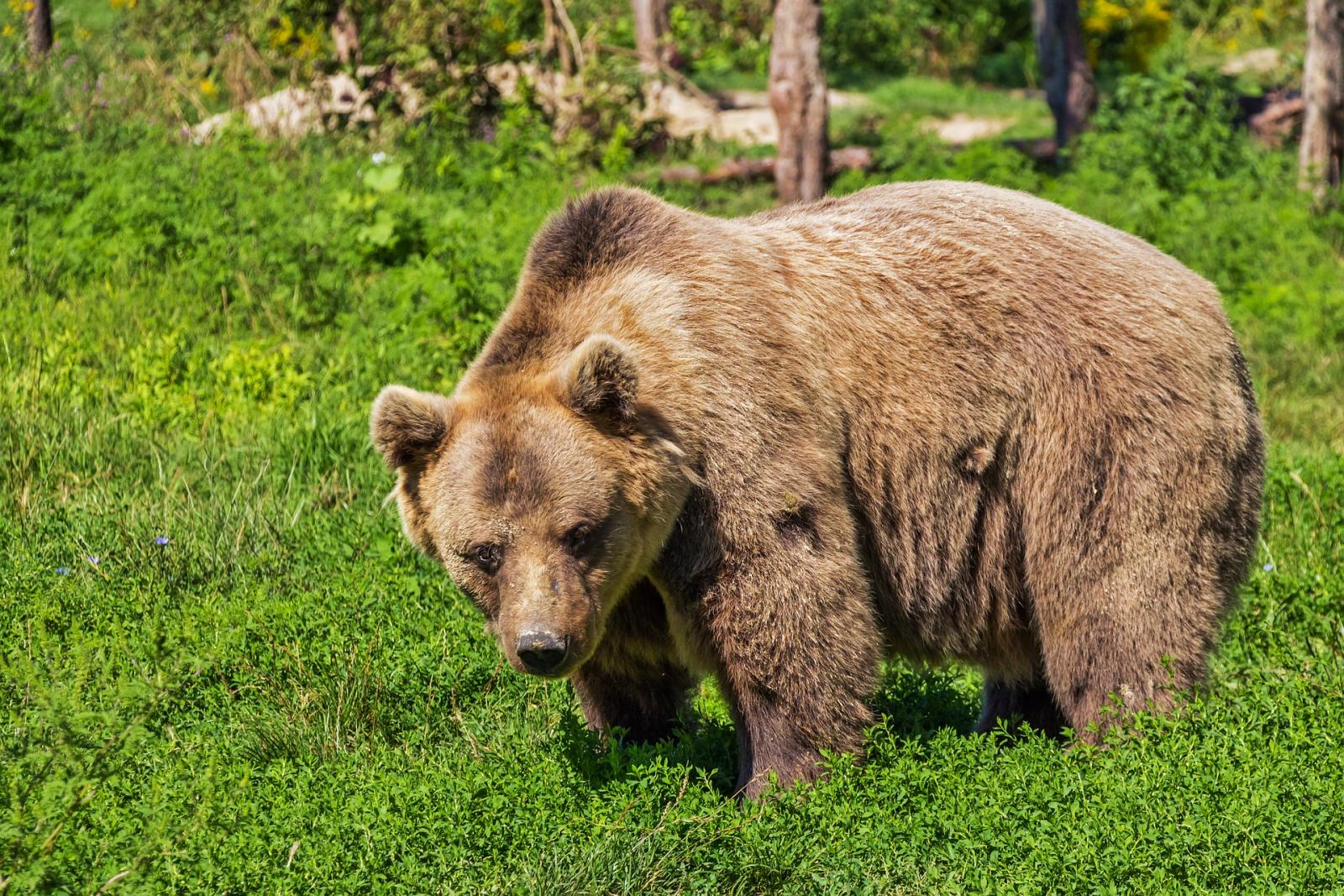 alps-wildlife-wildlife-tours-swiss-animals